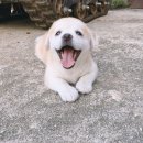 동백8로 이미지