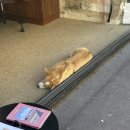 히얼퍼피 이미지