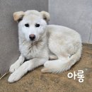 아롱이네