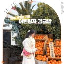 알파농장 | 제주 서귀포 카페 추천 어린왕자감귤밭 제주도 동물카페 귤따기체험