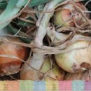 대광농원 이미지