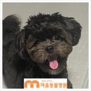 마음을 읽어주는 마음동물병원 | 강아지 제대허니아(배꼽탈장)★ 교정수술, 언제 해야 할까요?수성구동물병원/마음을읽어주는 마음동물병원