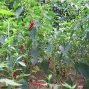 고추(hot pepper) 이미지