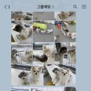 포우포우 반려견 유치원 이미지