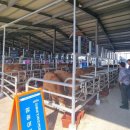 강원축산 이미지