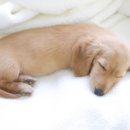 명동물병원 이미지