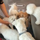 포항유치원 | 포항 양덕 애견유치원 고민중이라면? 호텔,행동교정까지 가능한 애견카페 펍 곰곰