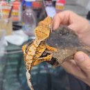 고래의꿈 수족관 이미지