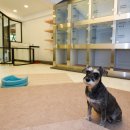 스마일애견미용 이미지