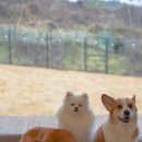 감자꽃스테이 이미지