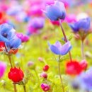 탄생화 Daum카페