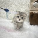 수원고양이분양 도레미캣 이미지