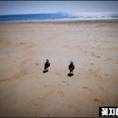 광지파크 | 1박2일 서산 가볼만한곳 2026 태안 세계튤립꽃박람회 기본정보 입장료 장소 튤립꽃말 조식 호텔