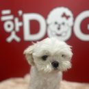 핫도그애견샵 이미지