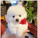 김포강아지고양이 멍냥아구래구래 이미지