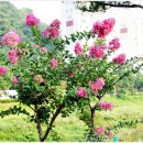 삼계천 이미지