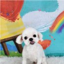 포미펫샵 이미지