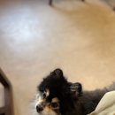 숲길 강아지 이미지