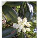 마가목민박 이미지