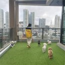 노은환경개발(주) | 대전 애견 호텔 추천 소형견 전문 케어 옐레드 대전노은점 후기