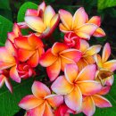 하와이를 상징하는 꽃 플루메리아(Plumeria) 이미지