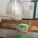 황제쑥뜸기 이미지