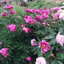 임마누엘 민박 이미지