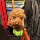 군자생고기 | 군자역 삼겹살 무한리필 미친생고기