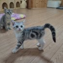 아이캣유 | 익산 이색 데이트 명소 &#39;아이캣유&#39; 솔직 후기 🐱 60여 마리 고양이들과 힐링한 하루💛 | 익산 고양이카페...
