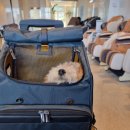 큰골목장 | 애견동반 강원도 태교여행 평창라마다호텔 순수양떼목장 큰골 식당 솔직후기