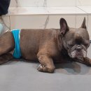 애견호텔 이미지