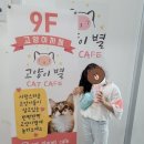 고양이별 캣 카페 이미지