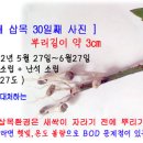 삽목기술의 이해[삽목방법, 블루베리 고급삽목기술, 발근촉진제 사용요령] 이미지