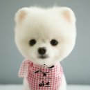 한강펫살롱 이미지