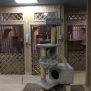 묘랑 고양이 전문호텔 이미지