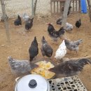 박종상농장 이미지