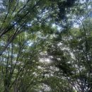 달카페 - 서대문구 증가로 118 | 계양산 장미공원 & 낮엔해처럼밤엔달처럼 카페 후기｜주차 꿀팁 장미개화시기