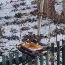 새들약국 이미지