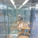 고양이미용 반하나캣 이미지