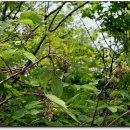 지리산 나무처럼 이미지