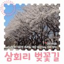 삼회리 강변 자전거길 | 가평 가볼만한곳 삼회리 벚꽃길 드라이브 개화 실시간과 주차