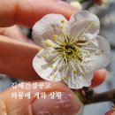 제일건설(주) | 2026 김해건설공고 매화 개화 상황 | 김해 와룡매 매화 명소