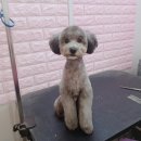 제로네 펫쌀롱 이미지