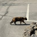 힐링카페 | 서원안길 브런치 카페 | 인천 완정역 힐링 카페 후기