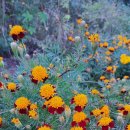 메리골드 이미지