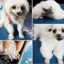 현대동물병원 애견용품 이미지