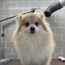 아프지말게 동물병원 이미지