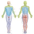 협진반점 | 30대 여성 얼굴 대상포진 후기 (입원X, 증상, 치료, 흉터, 아기수두전염, 신생아면역글로불린)