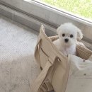 우리 애견 미용실 이미지