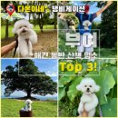 강아지산책 | 충남 부여 강아지 산책하기 좋은 top 3 반려견과 가는 애견 동반 명소